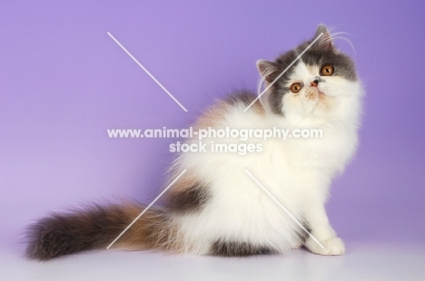 dillute tortie and white persian cat on purple background