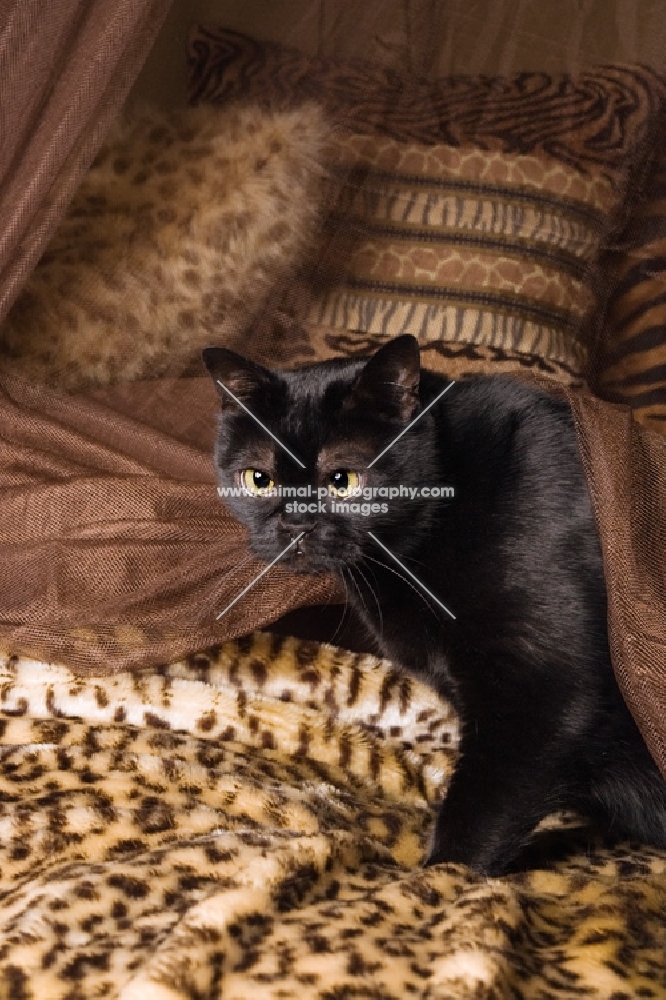 Bombay cat on leopard print blanket