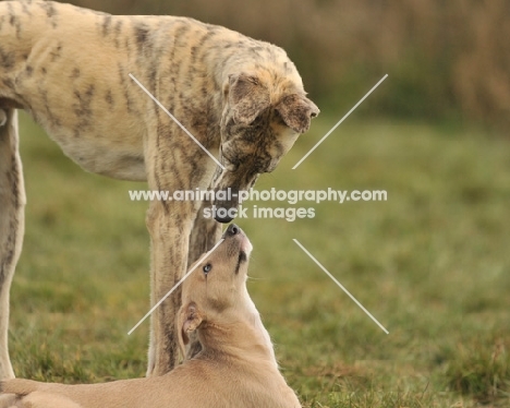 adult and baby Lurcher dog sniffing noses
