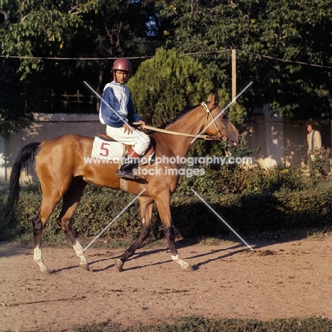 jockey riding akhal teke horse 