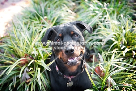 rottweiler sitting in grass