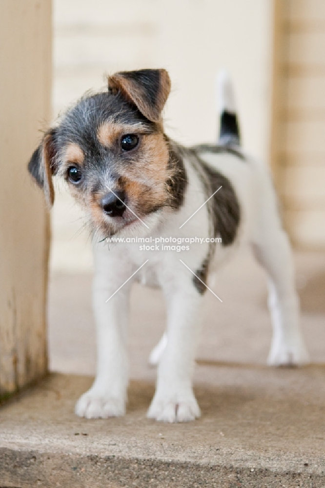 cute Jack Russell puppy on porch
