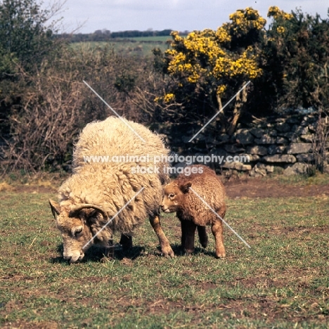 portland ewe and lamb