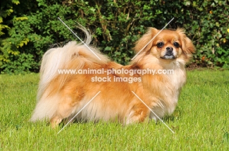 Tibetan Spaniel