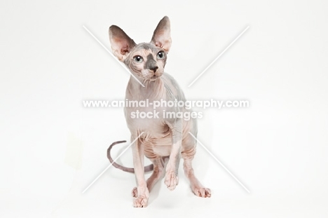 sphynx cat looking towards camera, one leg up