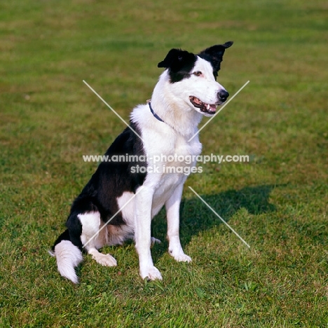 lurcher, boxer cross greyhound