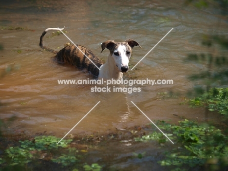 young Whippet swimming