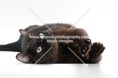 sable Burmese cat on white background, rolling