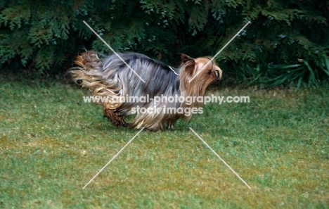 ch yadnum regal fare, yorkshire terrier champion, 16, running in grass