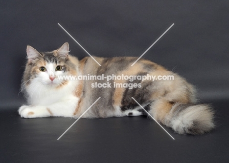 Blue Classic Torbie & White Norwegian Forest Cat