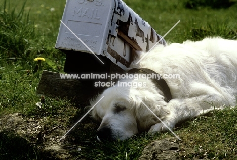 old golden retriever sleeping beside post box