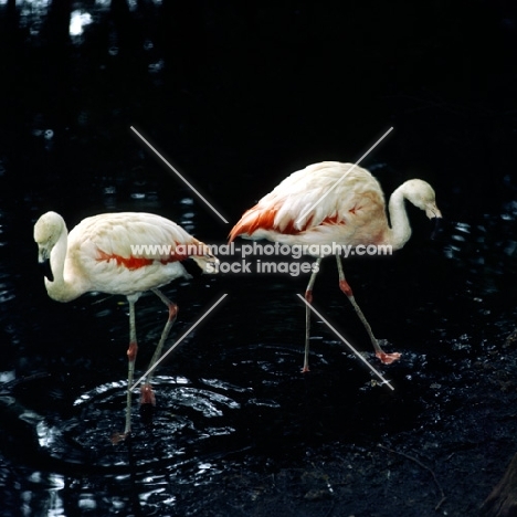 flamingoes walking in water