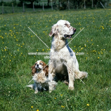 english setter and cavalier king charles spaniels together