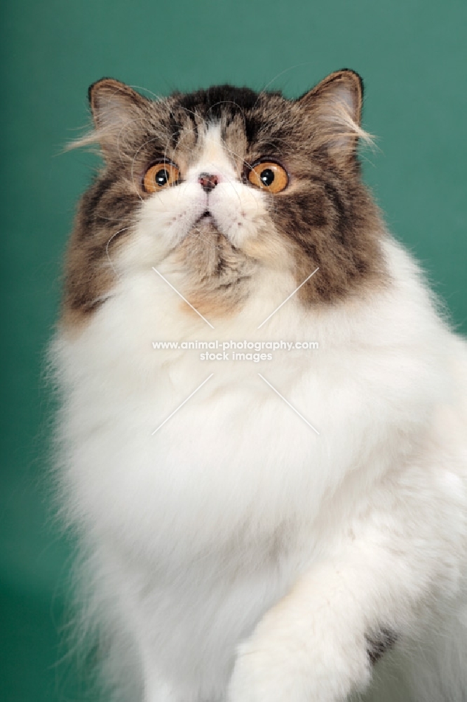 Brown Mackerel Tabby & White Persian