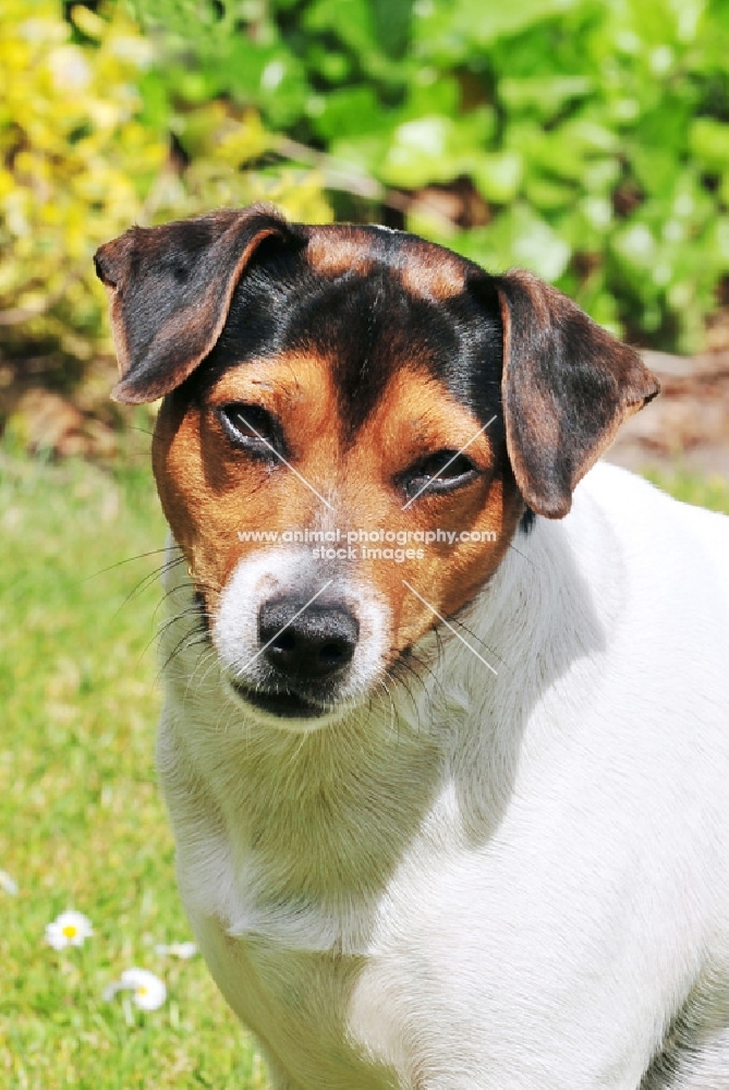 Danish Swedish Farmdog