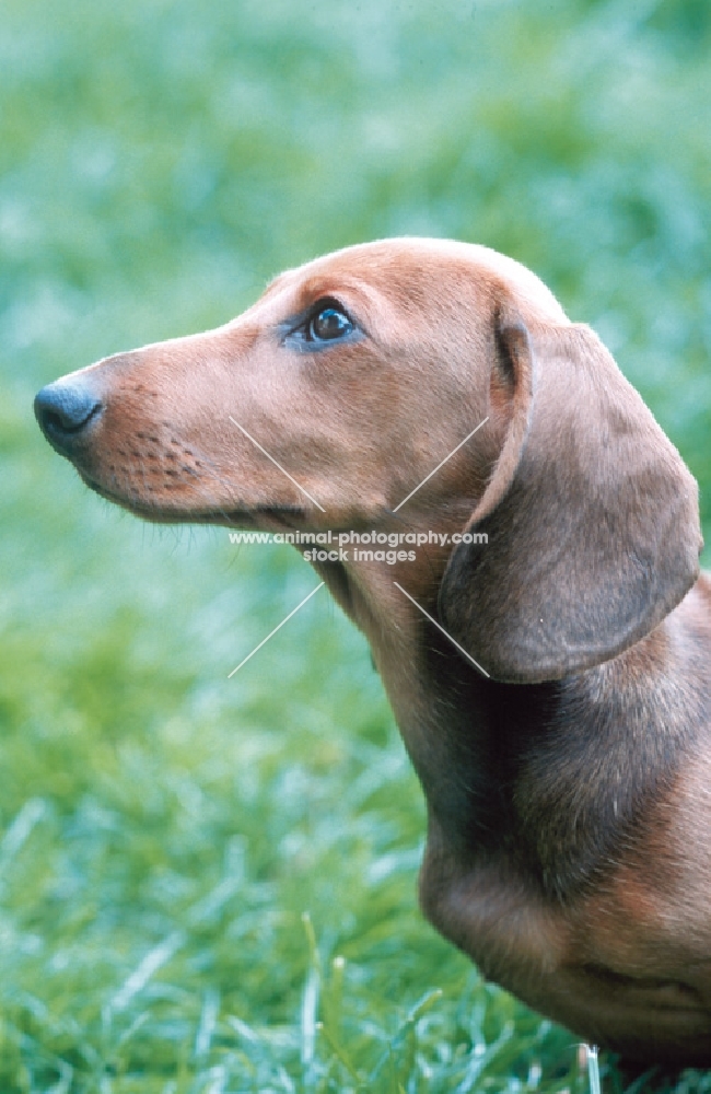 Smooth Dachshund portrait