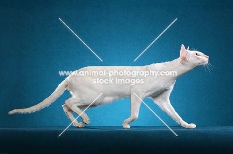 Siamese walking on blue background, side view