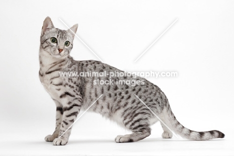 Egyptian Mau, Silver Spotted Tabby, full body