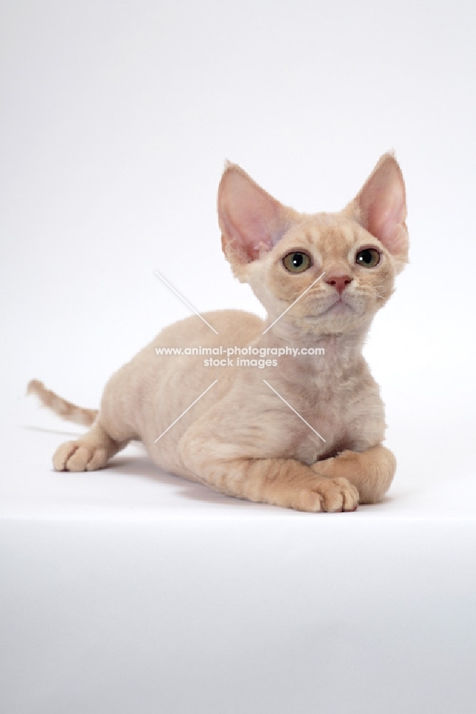 young cream Devon Rex, lying down, white background