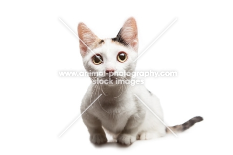 shorthaired Bambino cat on white background, front view