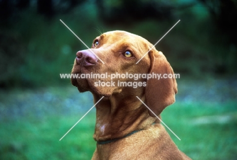 hungarian vizsla, portrait in profile