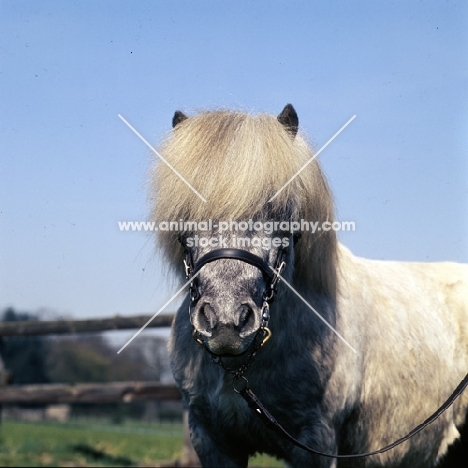 timogen of hutton, shetland pony stallion head study