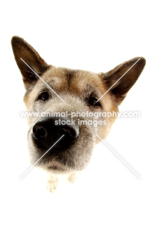 Close up of an Akita's face isolated on a white background