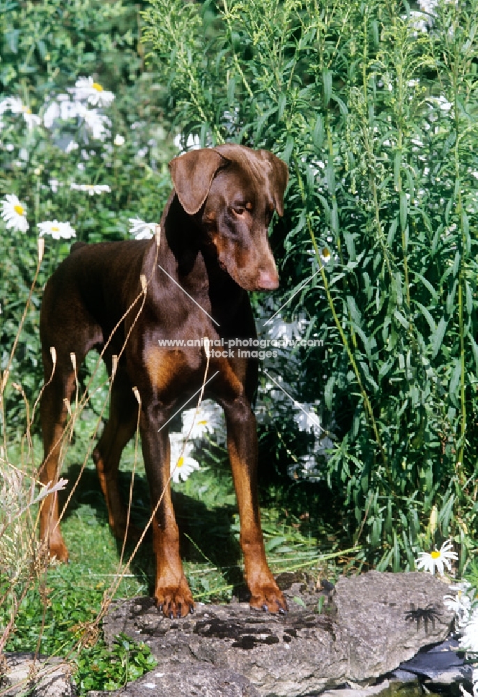 dobermann, amazon a night to remember, looking down among flowers