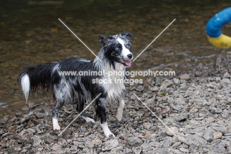 wet Australian shepherd dog