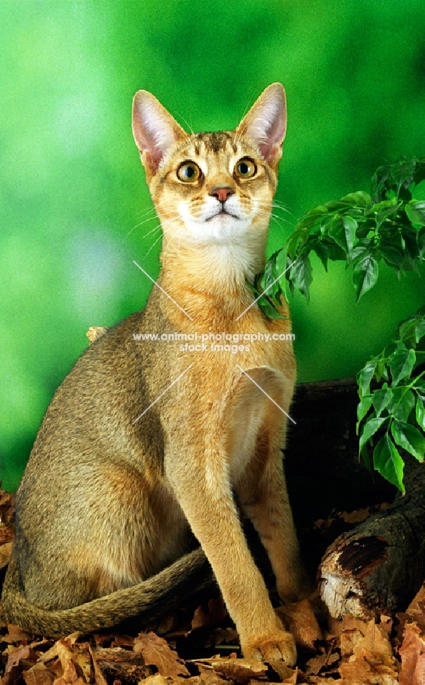 ruddy (usual) coloured Abyssinian on autumn leaves