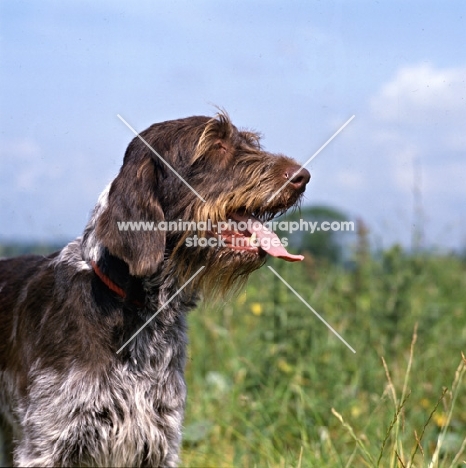 sh ch bareve beverley hills, (Dgerman wirehaired pointer feeling hot