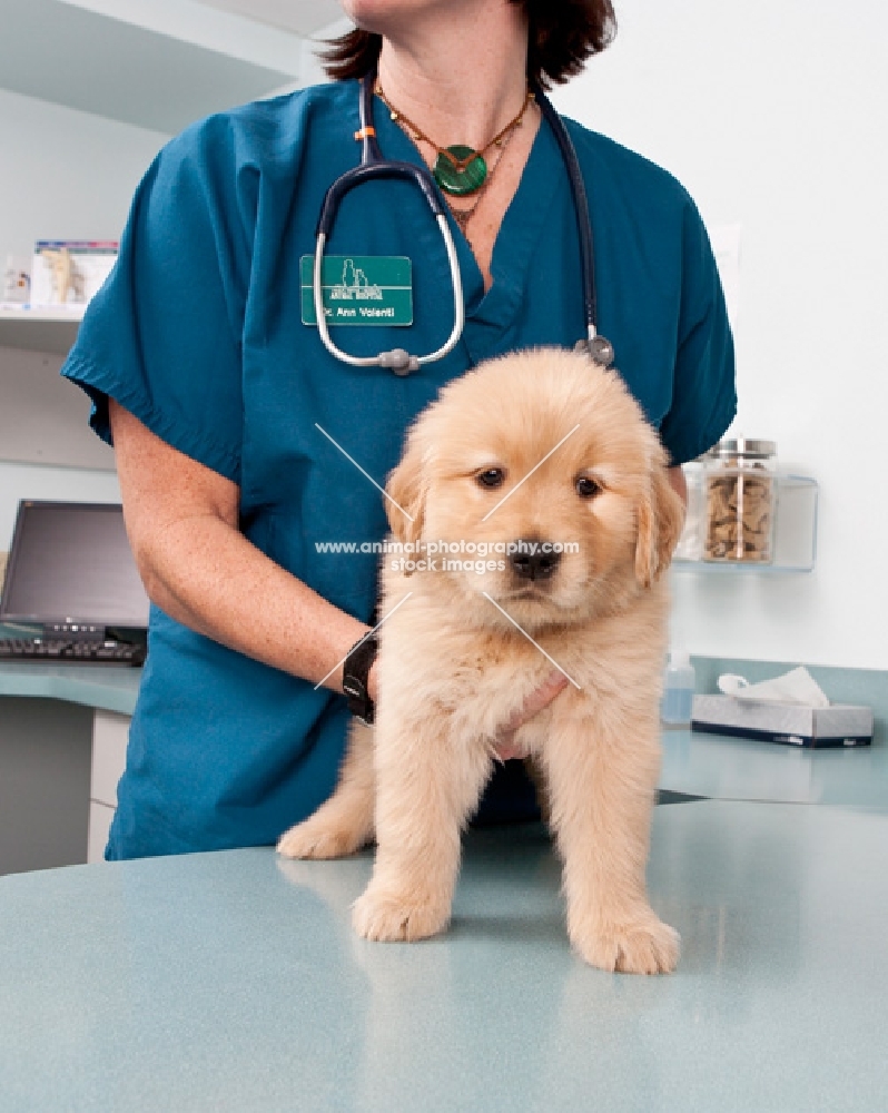 Golden Retriever puppy at the vets