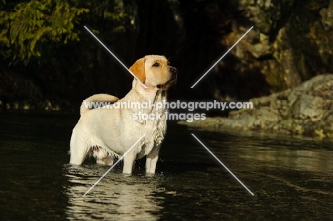 cream Labrador Retriever in water