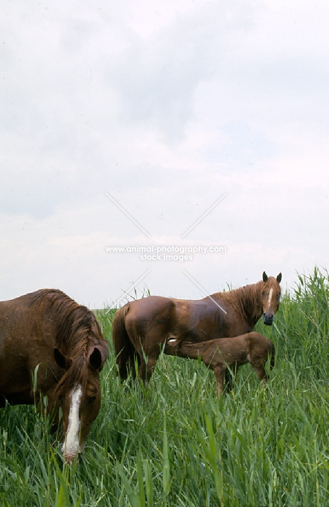two Don mares among reeds with a foal suckling