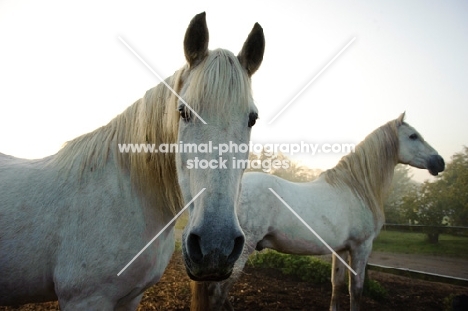 Two andalusians.