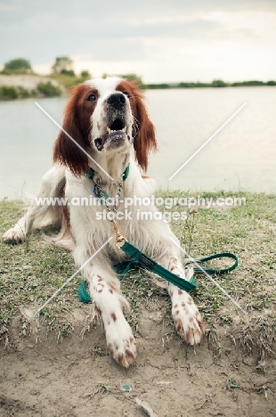 Irish red and white setter lying down