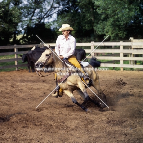 quarter horse and rider cutting cattle turning sharply, leaning