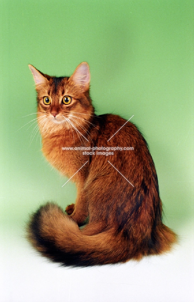 ruddy Somali cat on green background