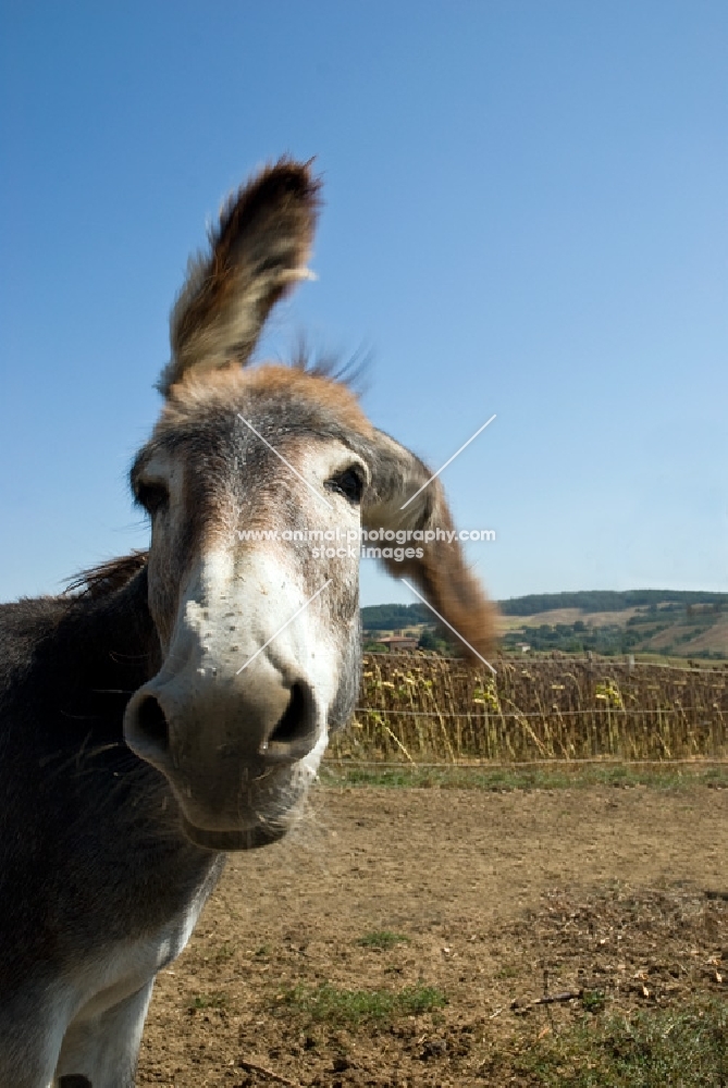 donkey flicking ears