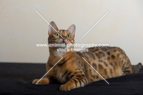 bengal cat resting, studio shot