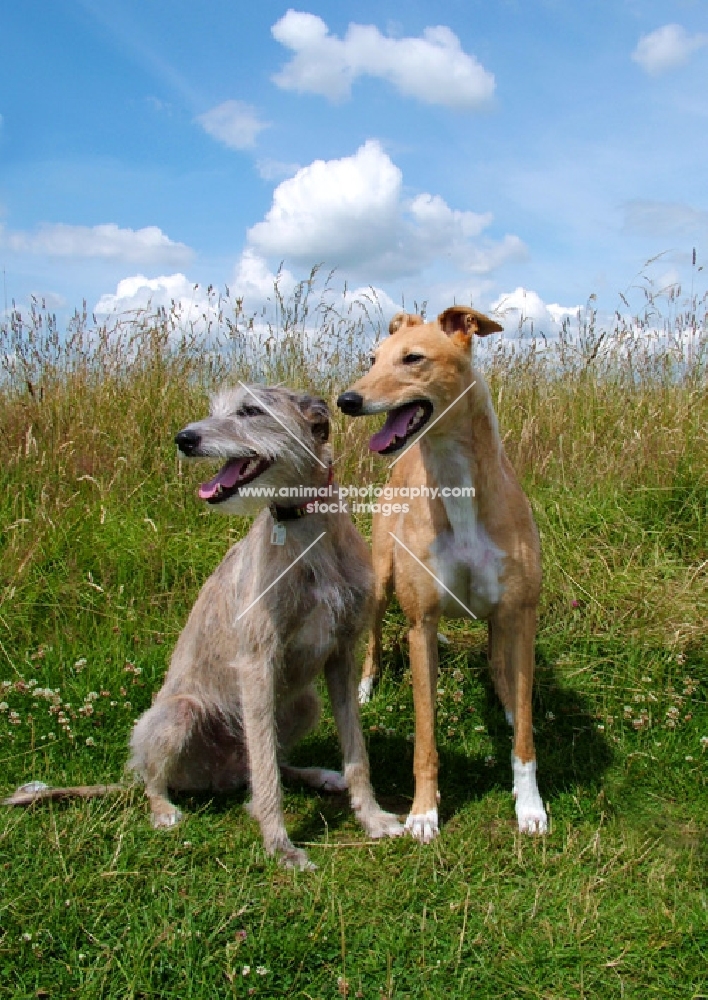Ellie-May rescued lurcher and Saffron (Jamstyle Joy) ex racing greyhound bitch