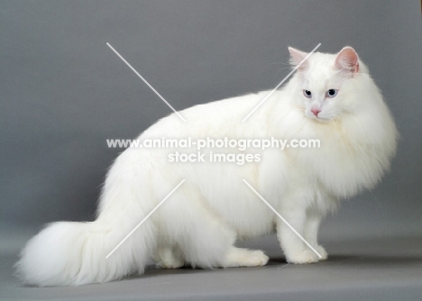 white Norwegian Forest cat