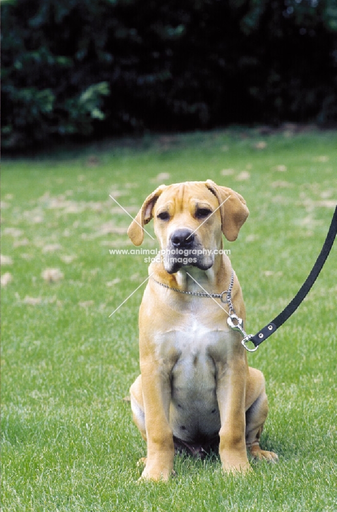 Boerboel puppy