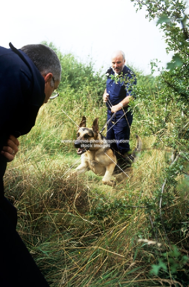 german shepherd training for police work