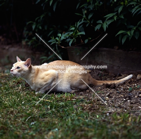 red burmese cat looking up keenly