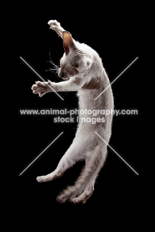 Peterbald cat, jumping