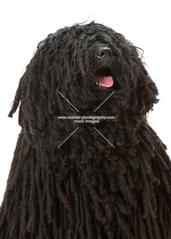 Australian Champion Puli, hair covering eyes