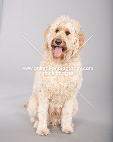 Goldendoodle sitting on grey background