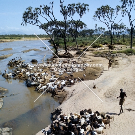 herd of sheep and goats on the bank of uaso nyiro river, kenya, doum palms