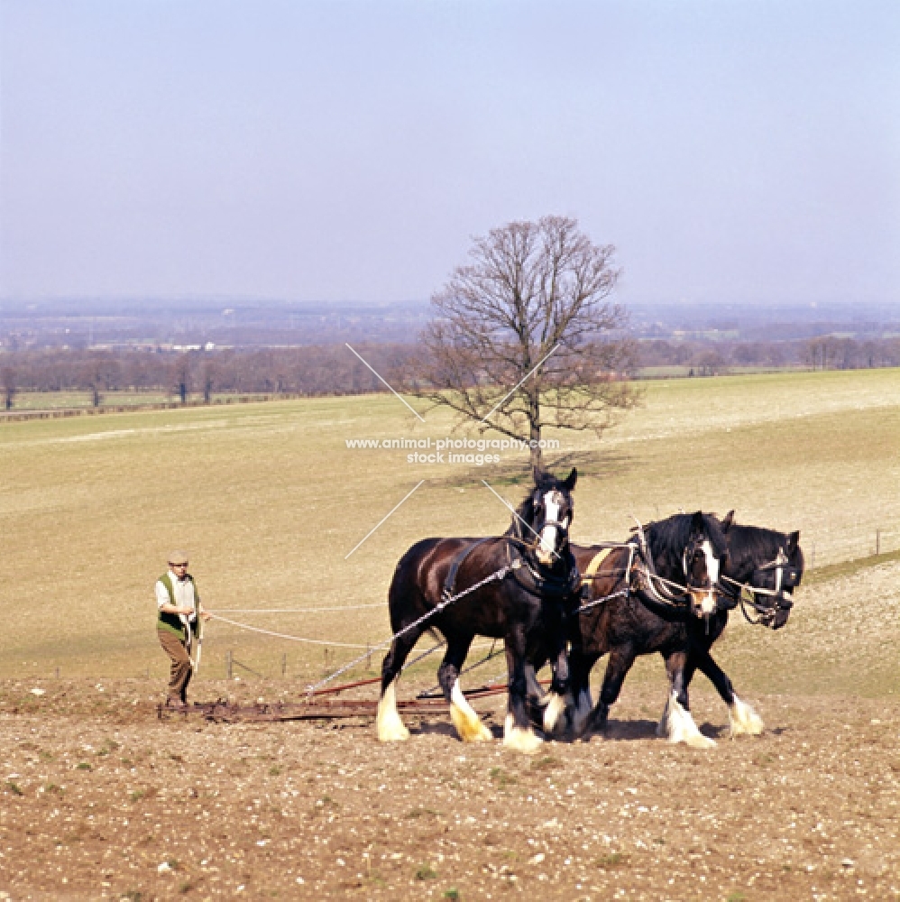 three shire horses harrowing a field with farmer  